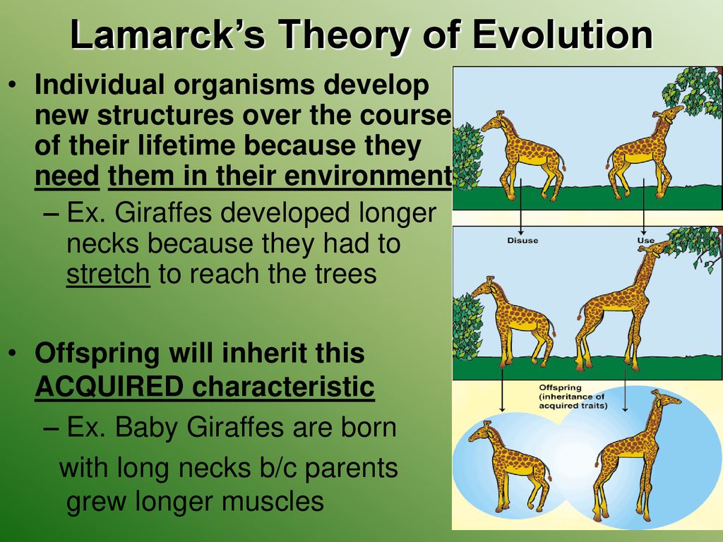 theory of organism